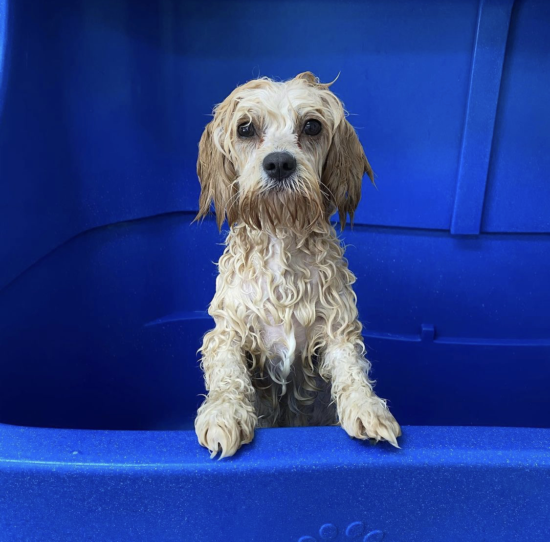 A wet little dog peeping over the edge of the blue bath