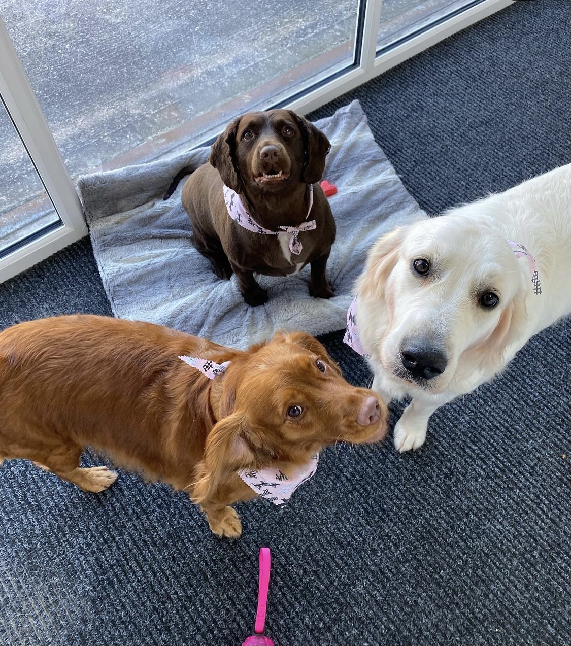 Three dogs on a bed by the window