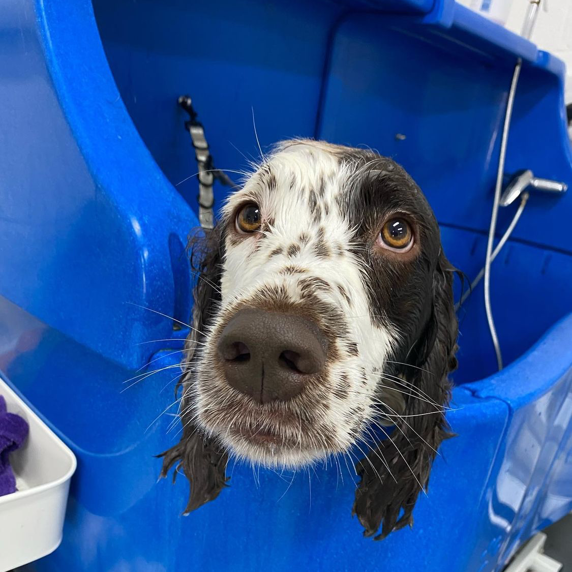 A spaniel in the blue dog bath