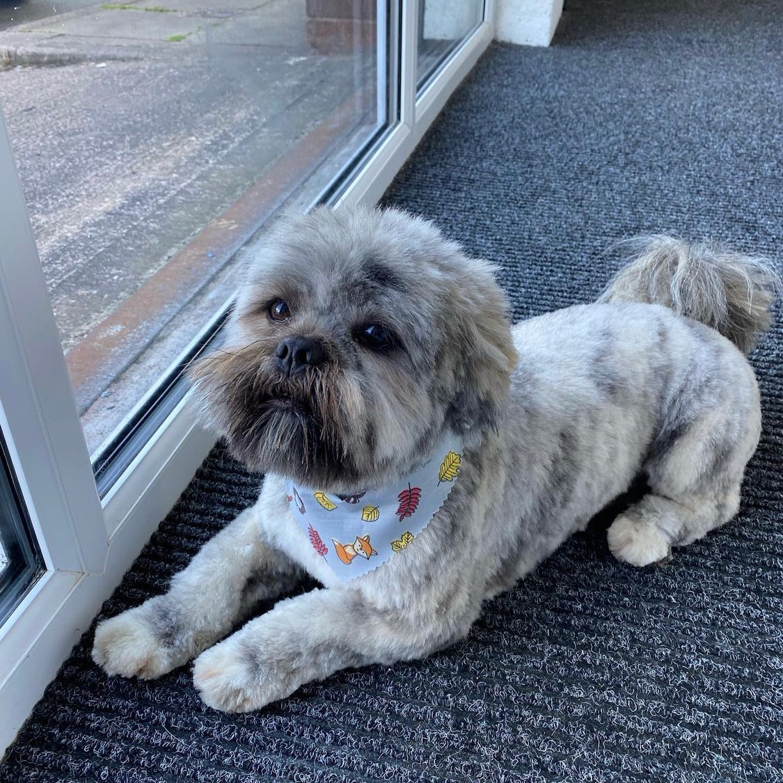 A shih tzu lying by the window after a groom