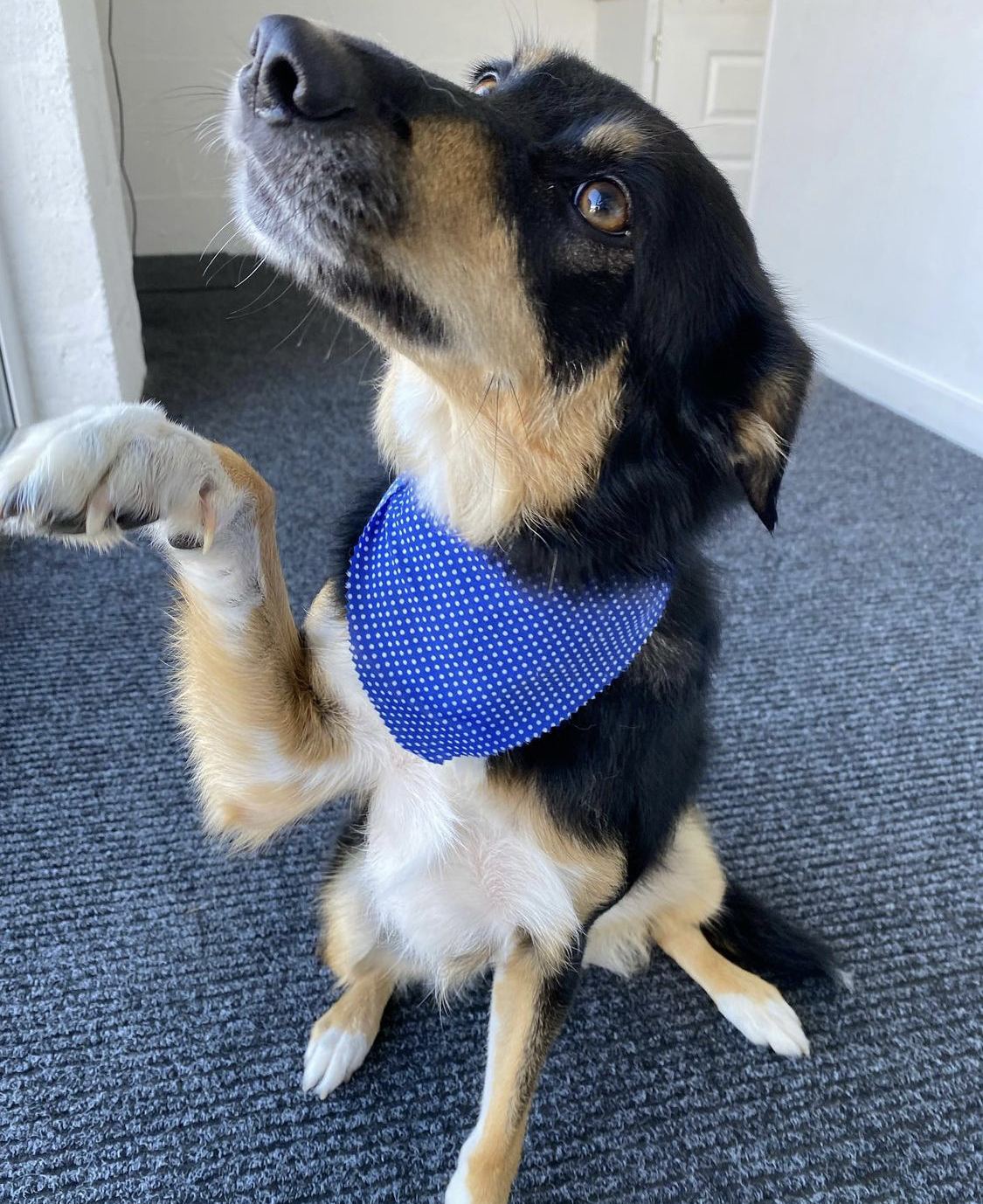A collie cross in a blue bandana giving a paw