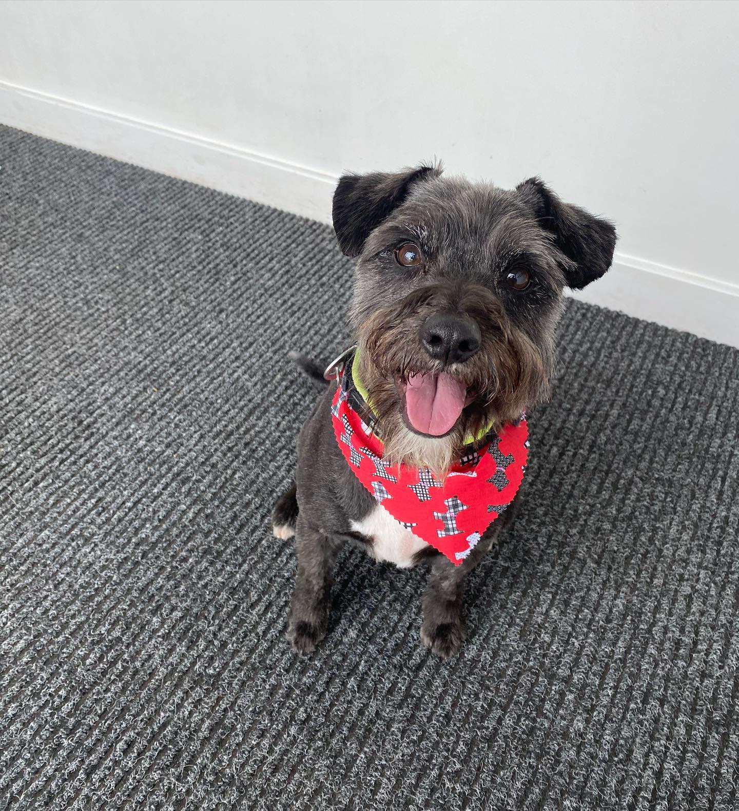 A schnauzer cross in a red bandana
