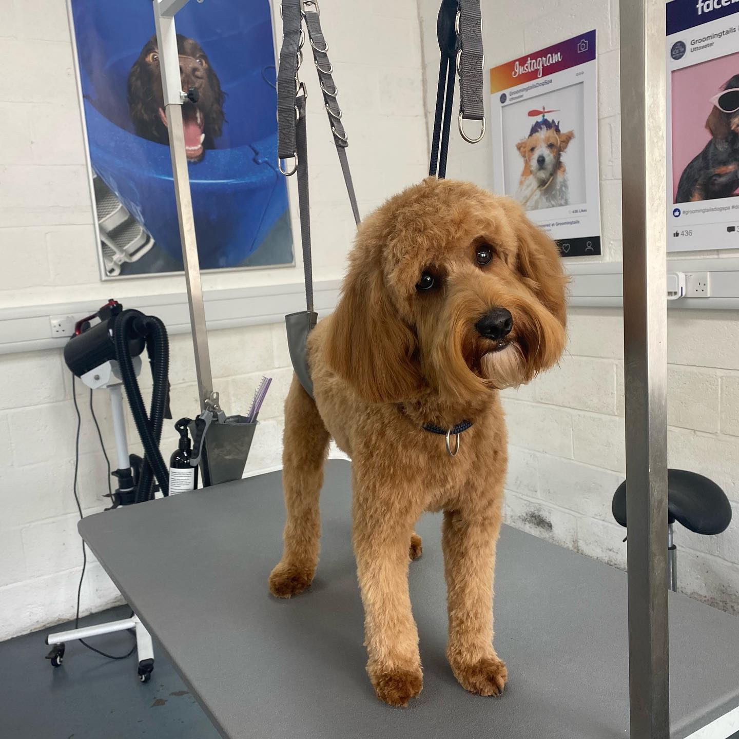 A cockapoo on the grooming table