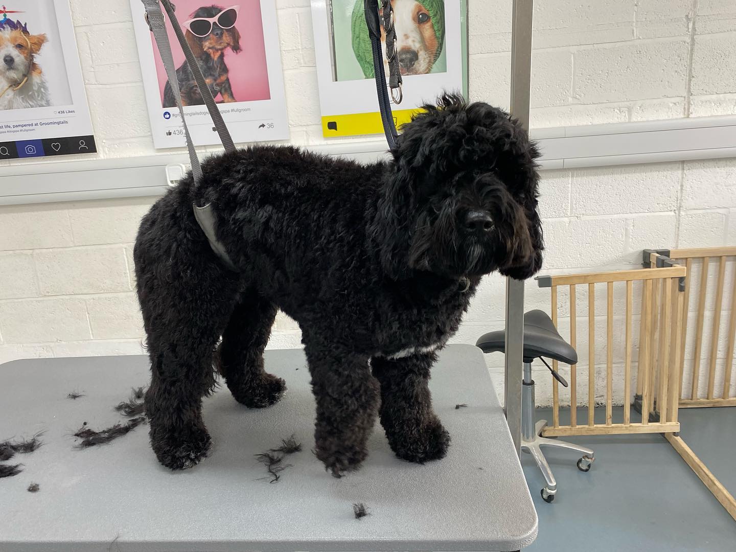 A black poodle cross on the table after a clip