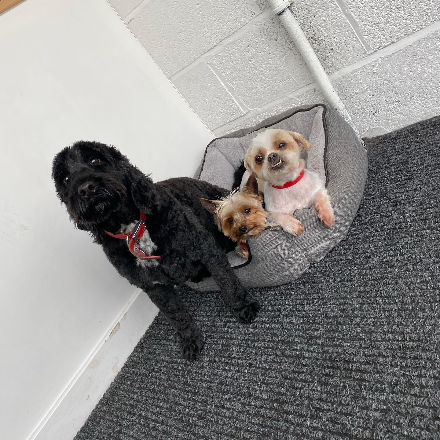 Two dogs and a dog bed in the salon