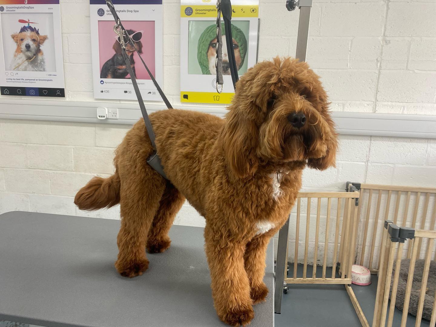 A red cockapoo on the grooming table